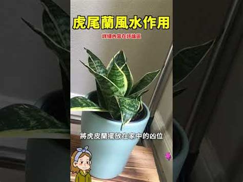 虎尾蘭 廁所|浴室淨化植物風水必學！廁所擺放虎尾蘭大忌揭密